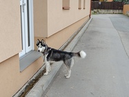 Xiaomi Redmi Note 12 Pro