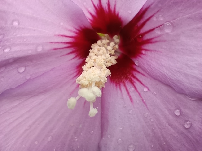 Xiaomi Redmi Note 12 Pro+