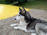 Xiaomi Redmi Note 12 Pro+