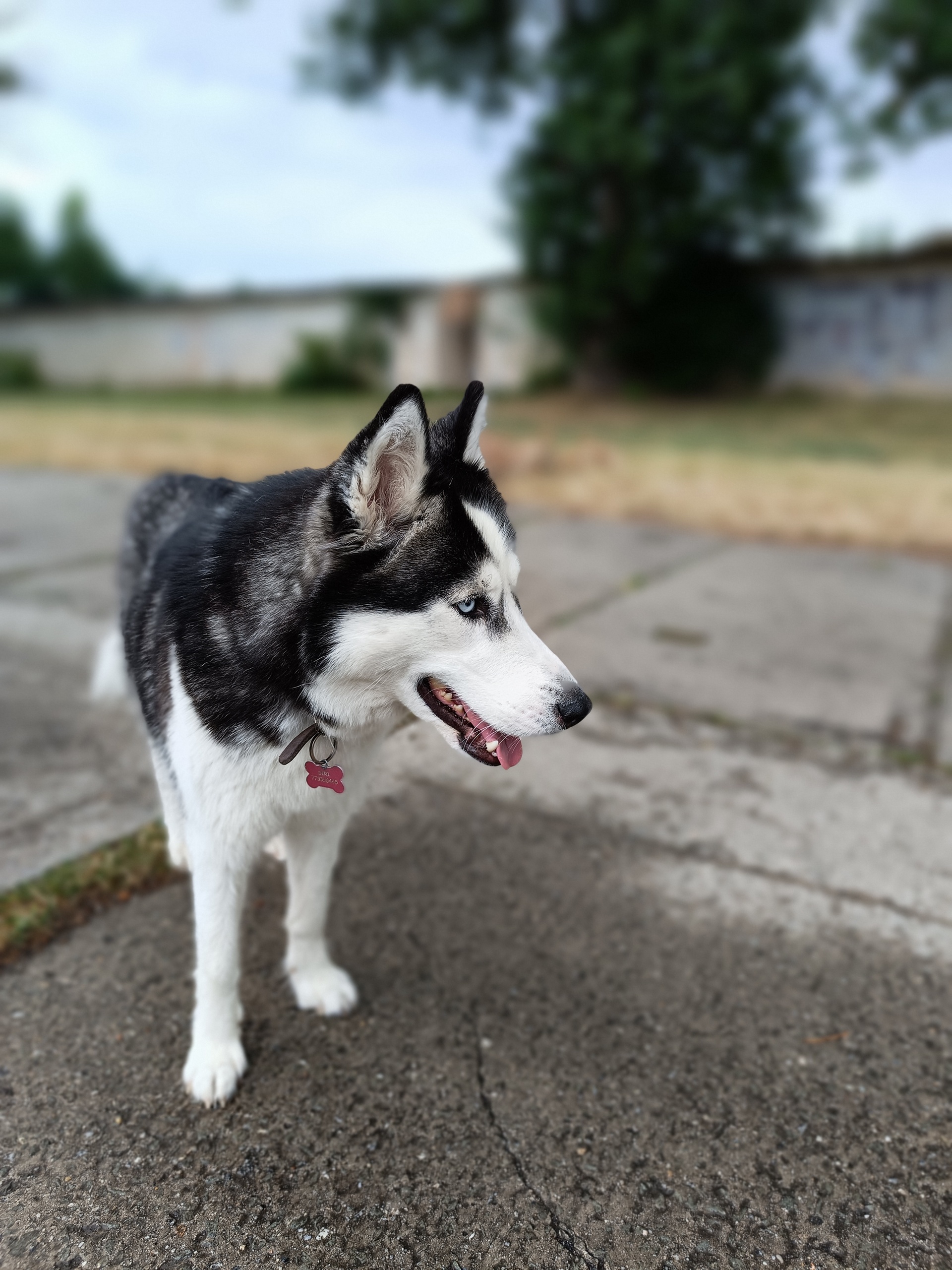 Xiaomi Redmi Note 12 Pro+