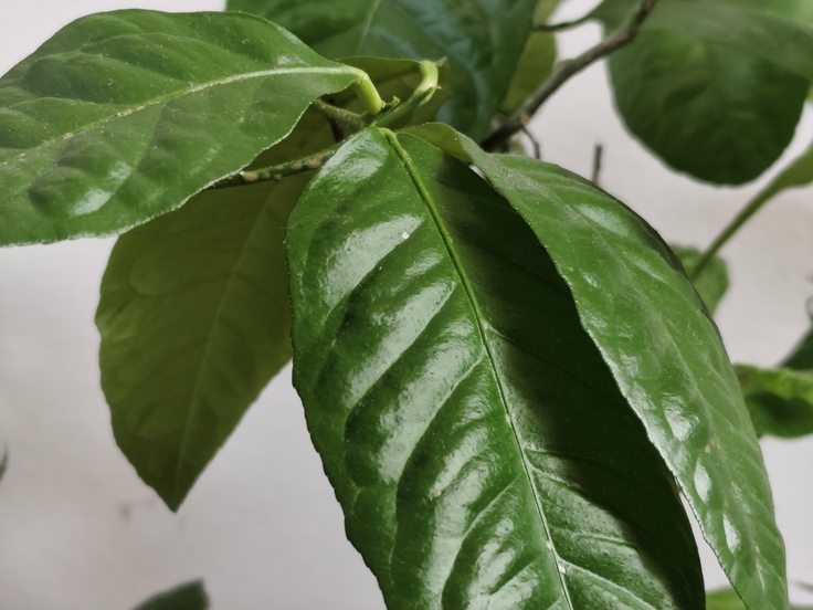 Xiaomi Redmi Note 14 Pro+ (Global)