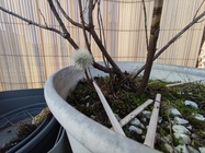 Xiaomi Redmi Note 14 Pro+ (Global)