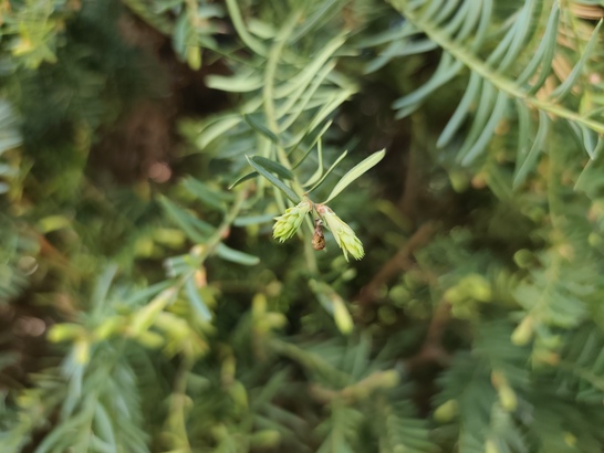 Xiaomi Redmi Note 14 Pro+ (Global)