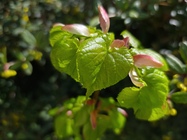 Xiaomi Redmi Note 14 Pro+ (Global)