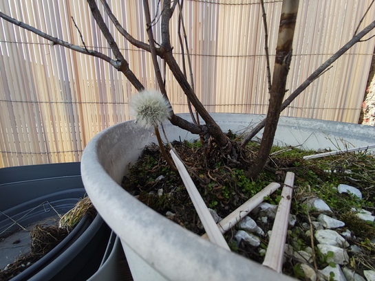 Xiaomi Redmi Note 14 Pro+ (Global)