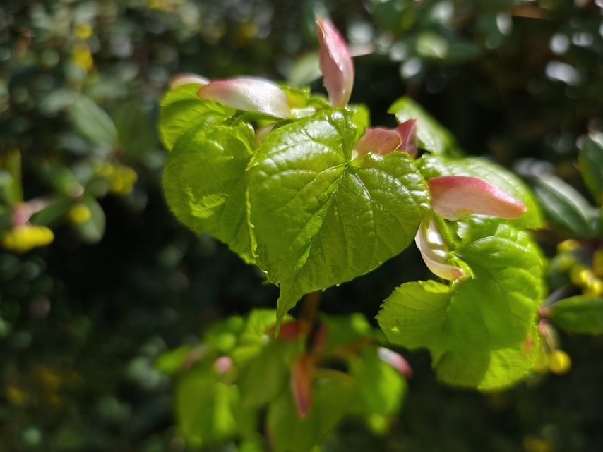 Xiaomi Redmi Note 14 Pro+ (Global)