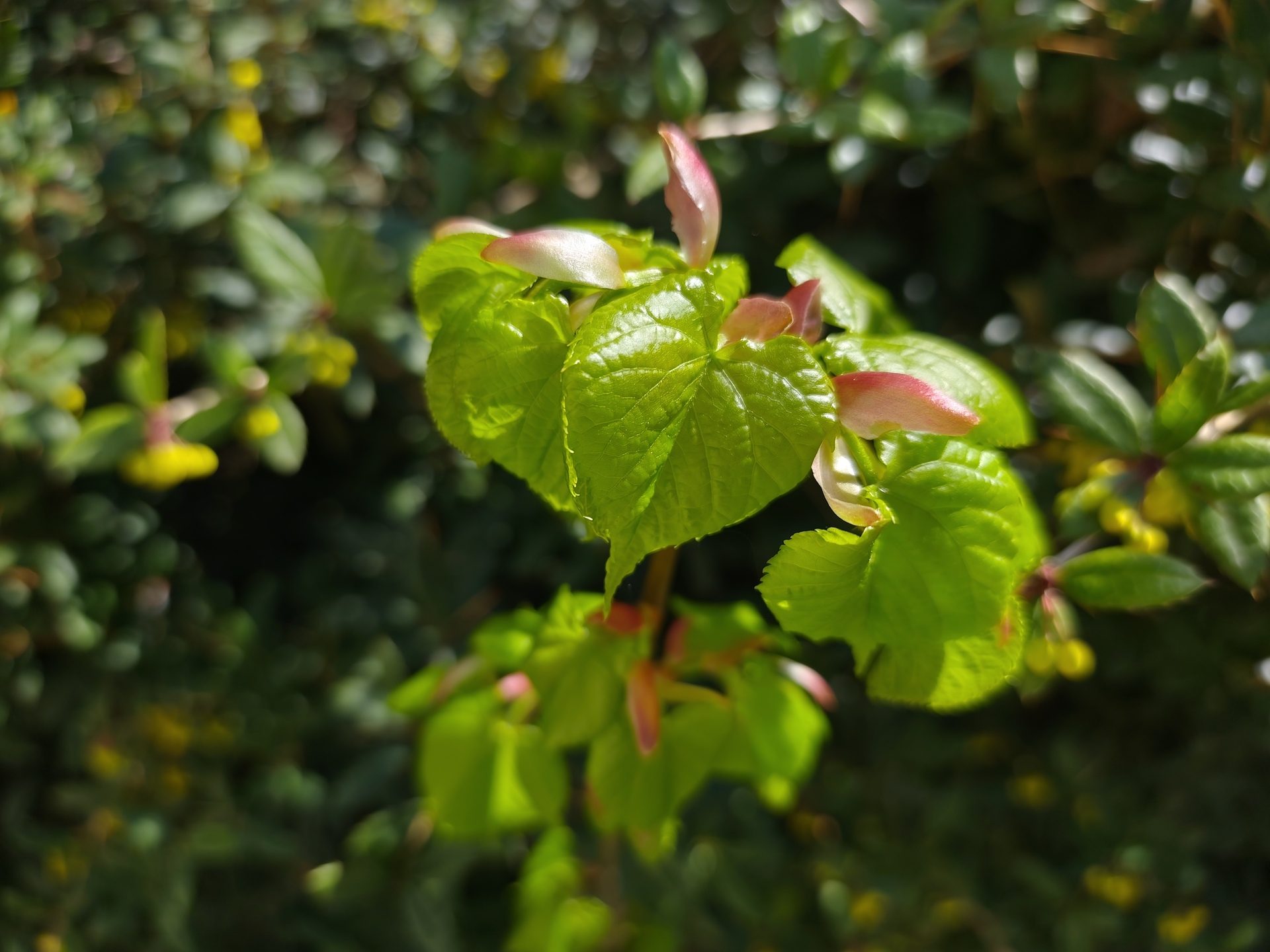 Xiaomi Redmi Note 14 Pro+ (Global)