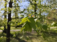 Xiaomi Redmi Note 14 Pro+ (Global)