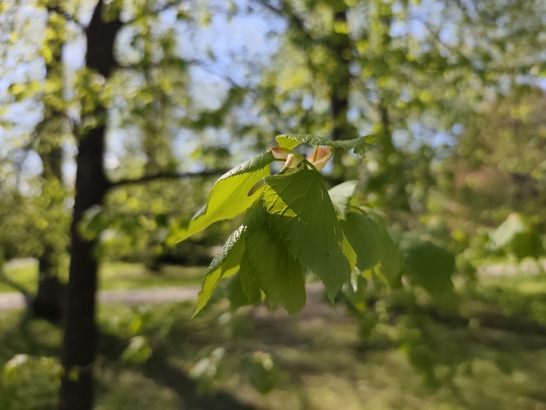 Xiaomi Redmi Note 14 Pro+ (Global)