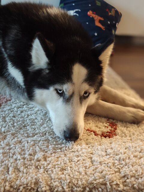 Xiaomi Redmi Note 15 Pro+ (Global)