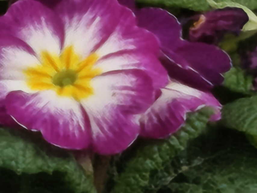 Xiaomi Redmi Note 15 Pro+ (Global)