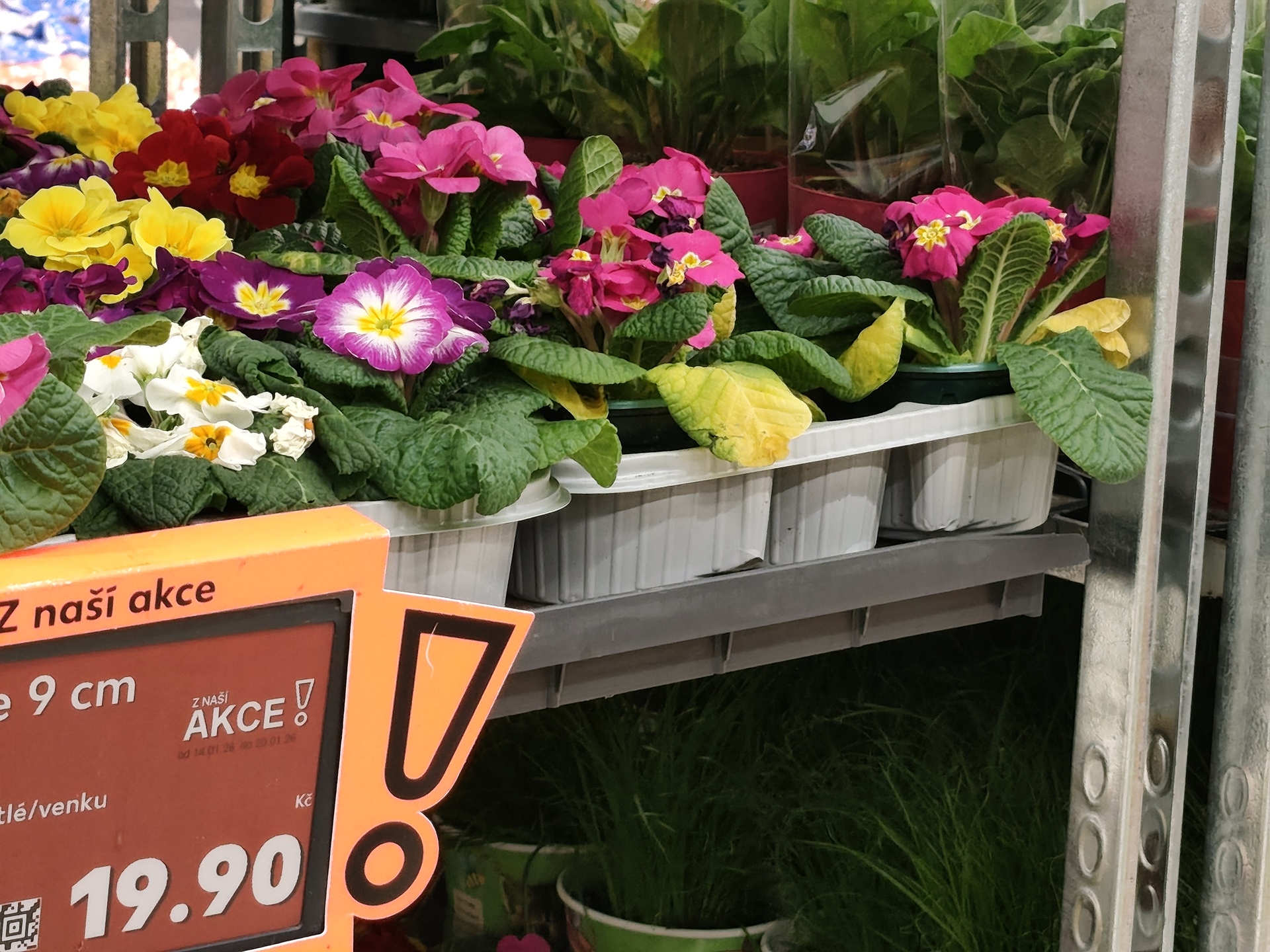 Xiaomi Redmi Note 15 Pro+ (Global)