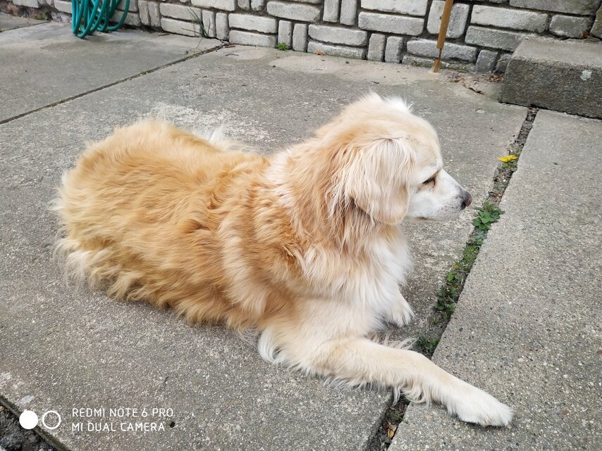 Xiaomi Redmi Note 6 Pro