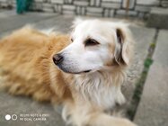 Xiaomi Redmi Note 6 Pro