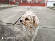 Xiaomi Redmi Note 6 Pro