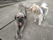 Xiaomi Redmi Note 6 Pro