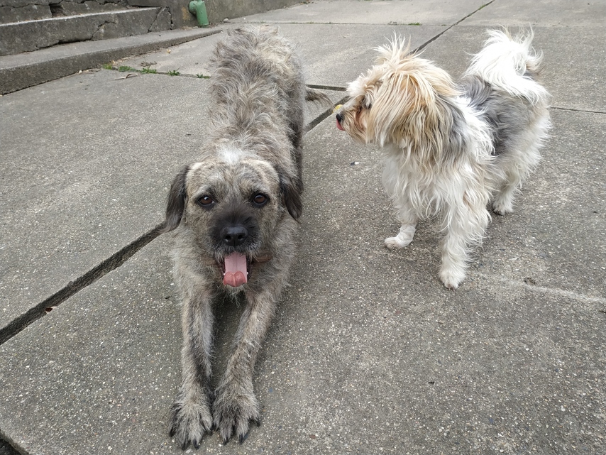 Xiaomi Redmi Note 6 Pro