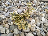 Xiaomi Redmi Note 6 Pro