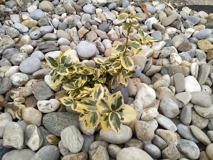 Xiaomi Redmi Note 6 Pro