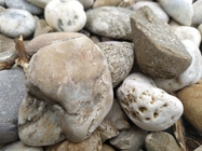 Xiaomi Redmi Note 6 Pro