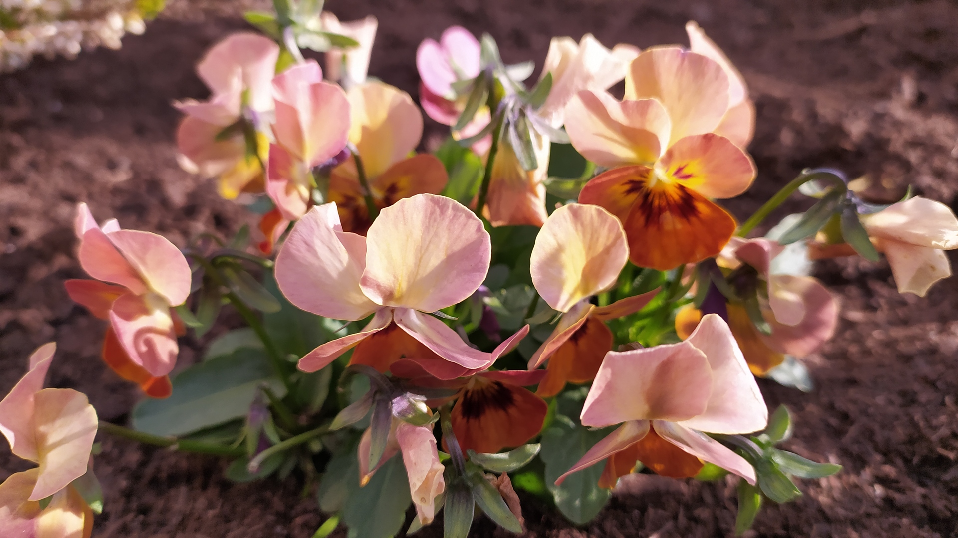 Xiaomi Redmi Note 8T