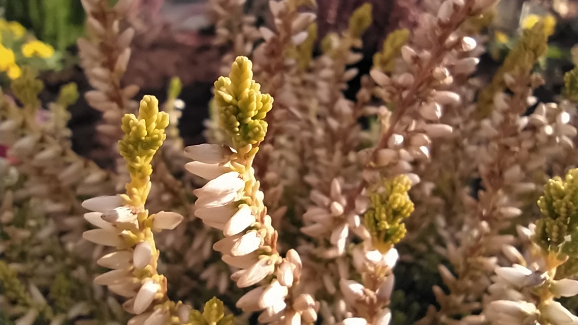 Xiaomi Redmi Note 8T