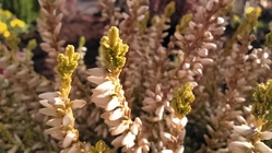 Xiaomi Redmi Note 8T