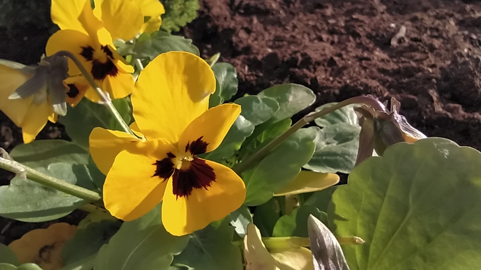 Xiaomi Redmi Note 8T