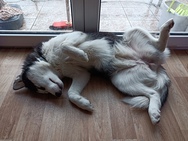 Xiaomi Redmi Note 9T