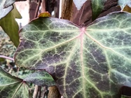 Xiaomi Redmi Note 9T