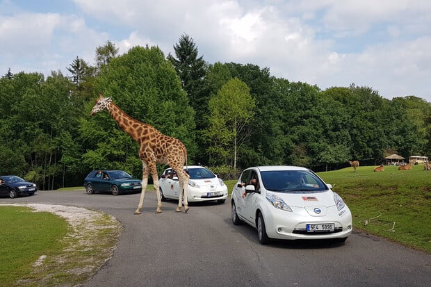 Zoo ve Dvoře Králové vám zprostředkuje safari v elektromobilu