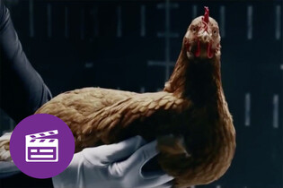 Nejlepší automobilové reklamy: slepice jako inspirace pro dokonalý podvozek