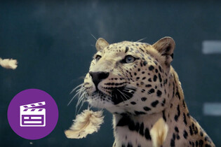 Nejlepší automobilové reklamy: šelma proti stříbrné hvězdě