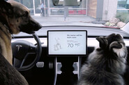 Tesla vyřešila nebezpečnou chybu v populárním módu pro domácí mazlíčky