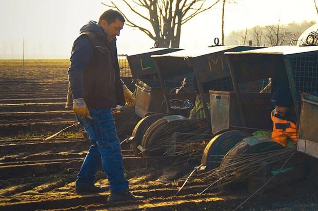 Za každý pokácený strom tři nové. Tesla nahrazuje vykácené lesy u Berlína
