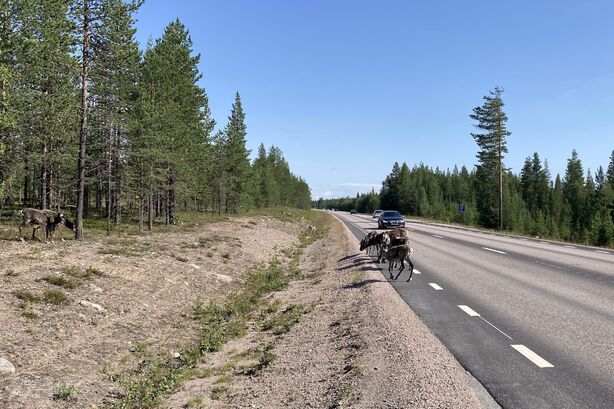 Sobi ve švédském Laponsku