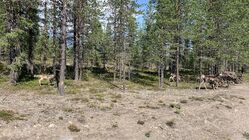 Sobi ve švédském Laponsku