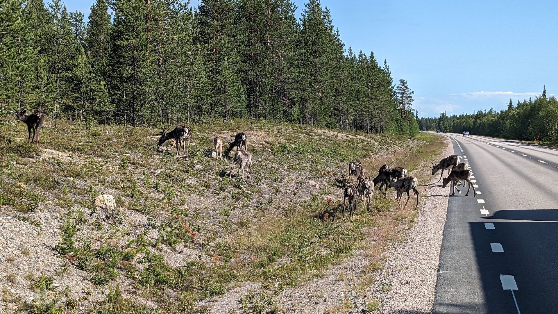 Sobi ve švédském Laponsku