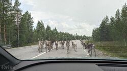 Sobi ve švédském Laponsku