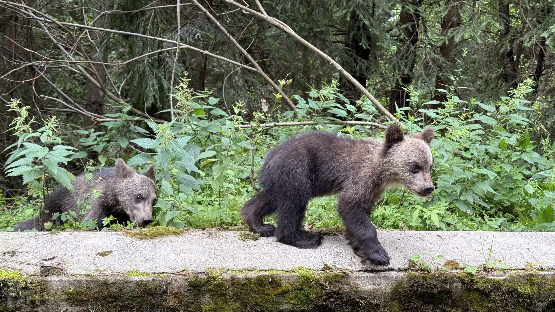 Transfăgărășan