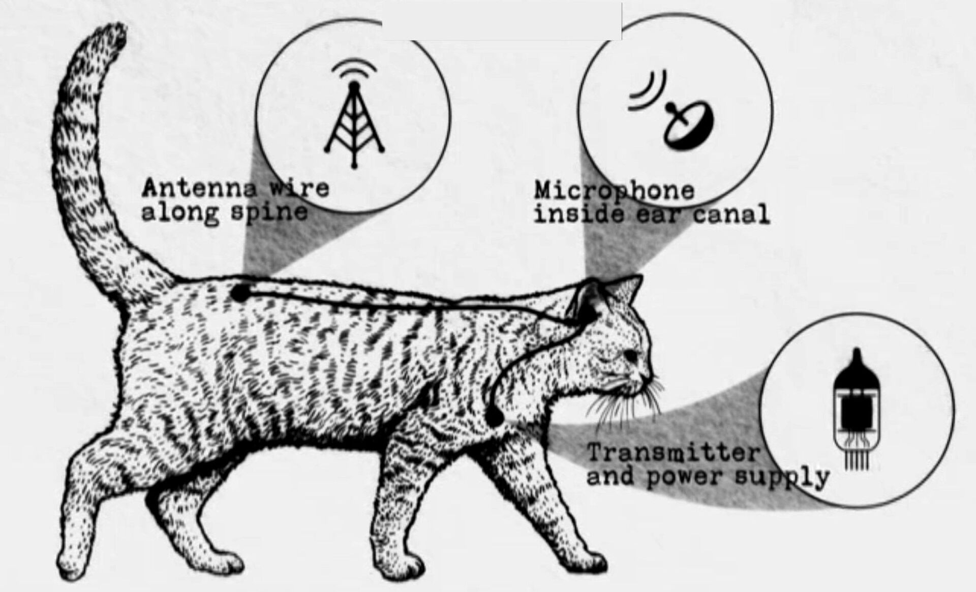 Acoustic Kitty