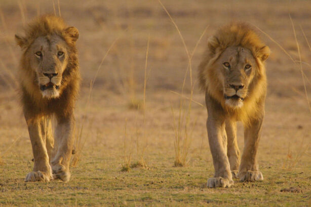 Afričtí lovci (Africa\'s Hunters)