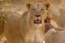 Afričtí lovci (Africa\'s Hunters)