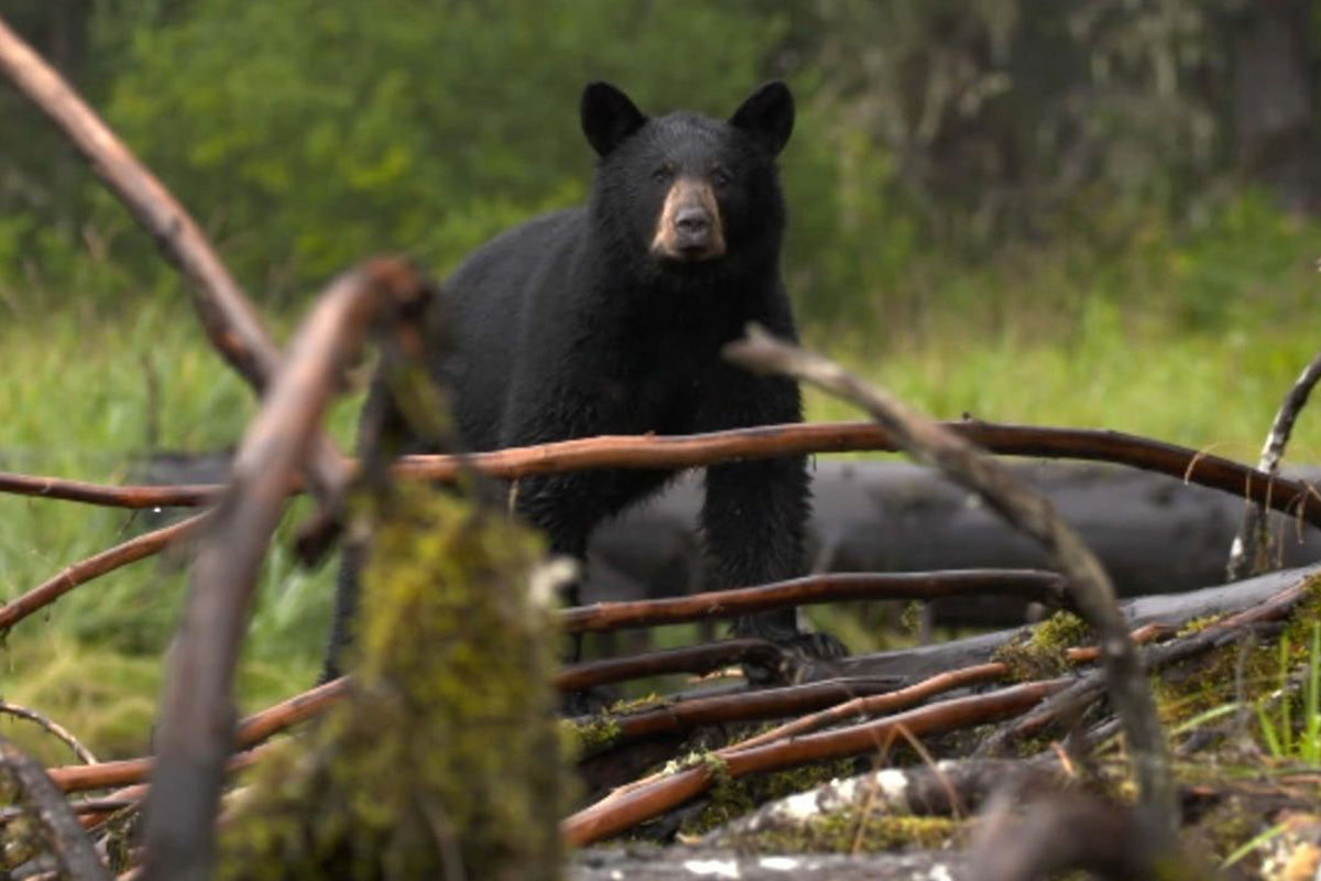 Aljašská divočina (Alaska\'s Grizzly Gauntlet)