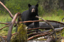 Aljašská divočina (Alaska\'s Grizzly Gauntlet)