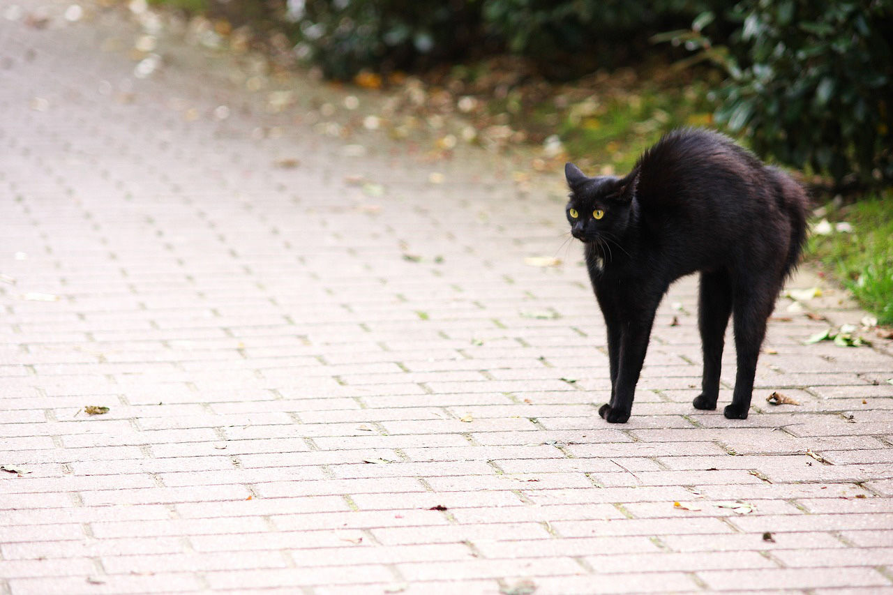 Černá kočka