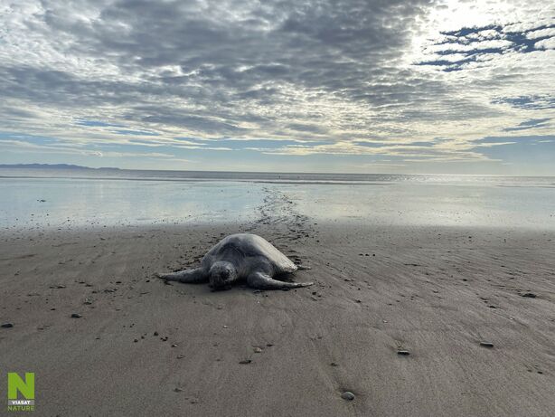 Divočina Patricka Aryeeho