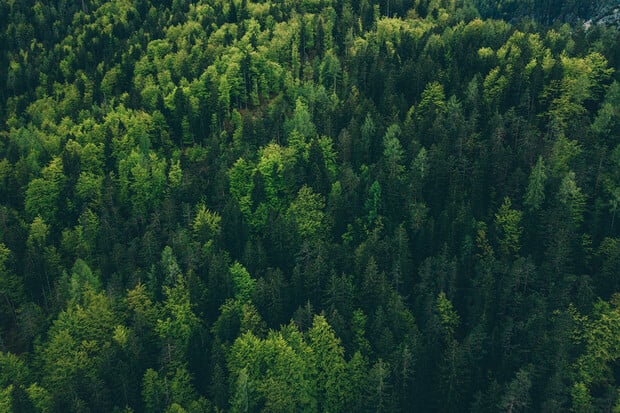 Světoví lídři se na konferenci COP26 dohodli na ukončení odlesňování do roku 2030