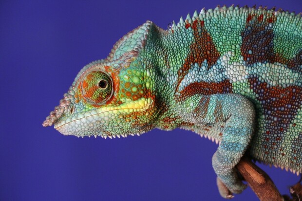 Robotický chameleon mění barvy stejně dobře jako živý