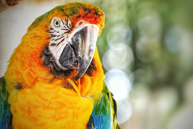 Vědci naučili papoušky telefonovat přes tablet